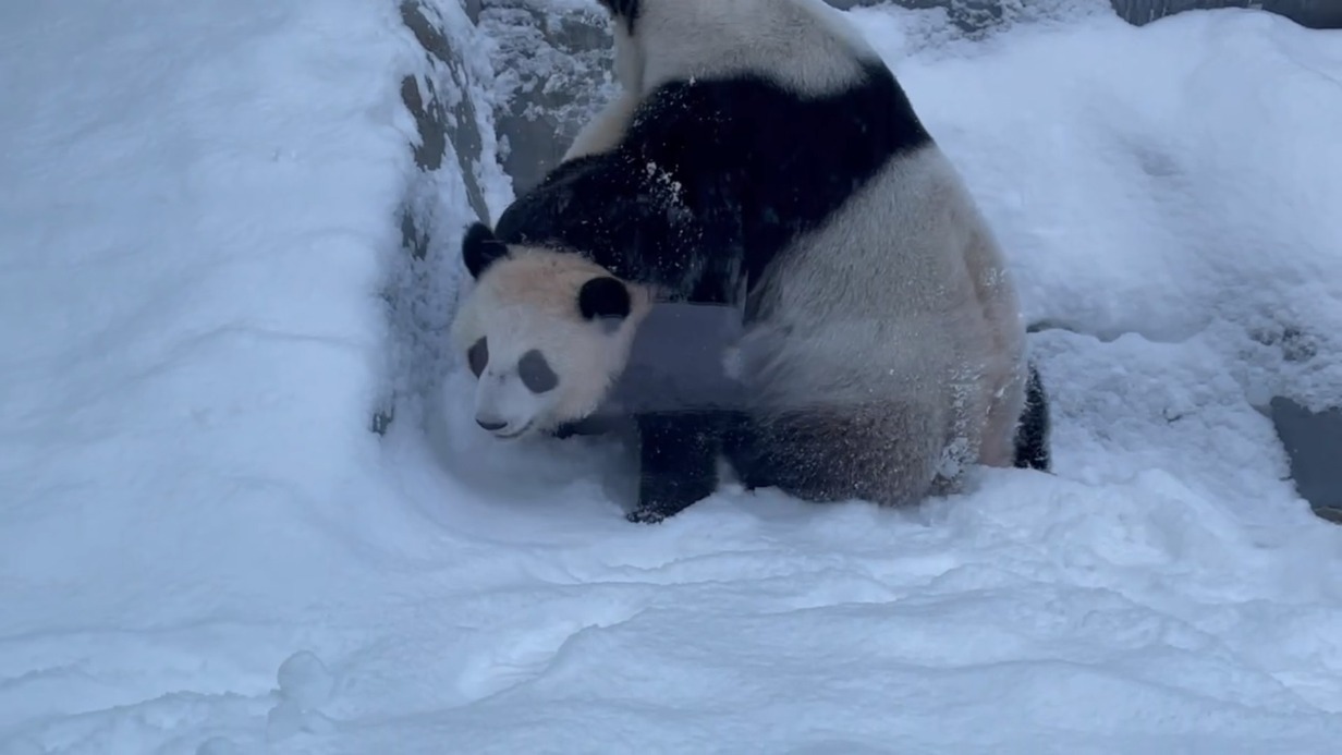 «Наши девочки»: игры панд Катюши и Диндин в снегу показали в Московском зоопарке