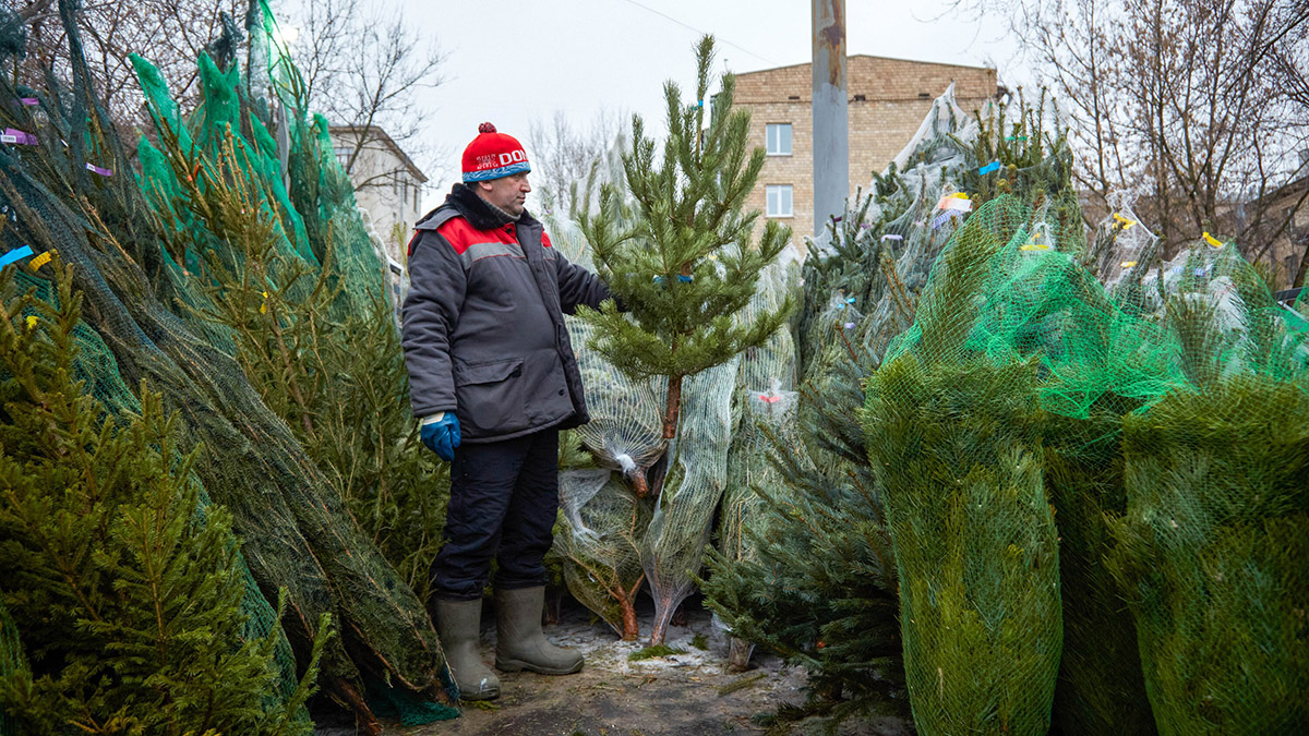 Роспотребнадзор назвал лучшее время для покупки новогодней елки