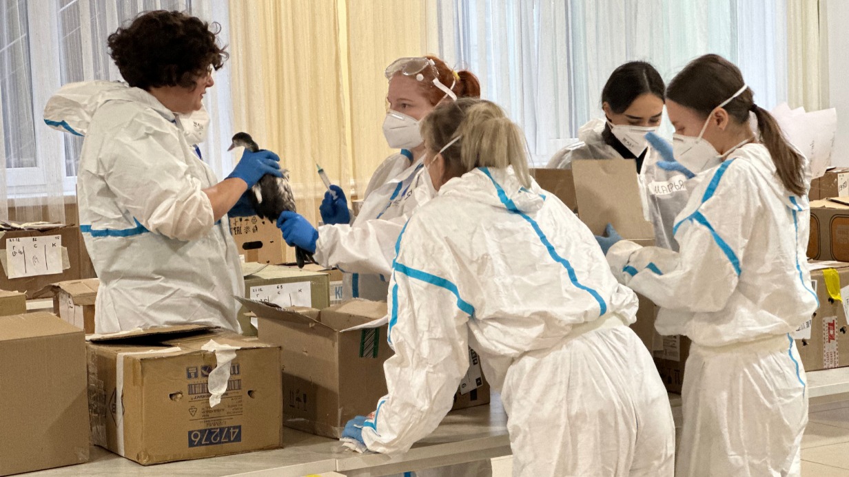 Московские волонтеры Всероссийского экологического общественного движения «Экосистема» спасают птиц от последствий экокатастрофы в Черном море