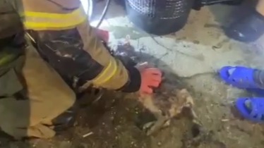 Пожарные спасли кошек из огня в Крыму