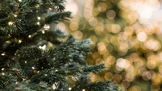 Эксперт Хренова посоветовала россиянам новый вид новогодних елок