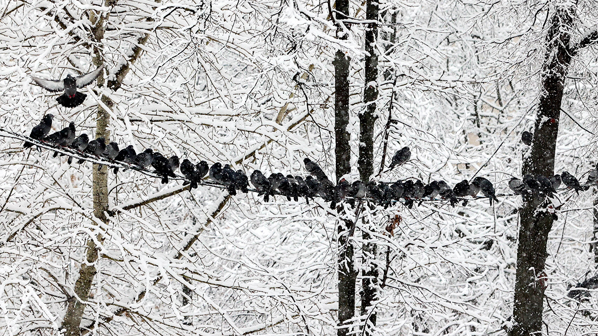 Вильфанд: Зима в России будет холоднее предыдущей