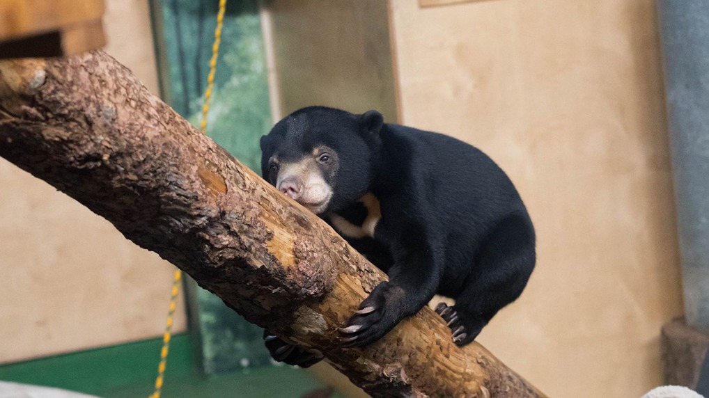 Лучик и Звездочка: в Московском зоопарке поселились два редких медвежонка