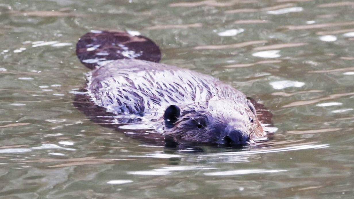 Уютная хатка: как зимуют бобры в Москве