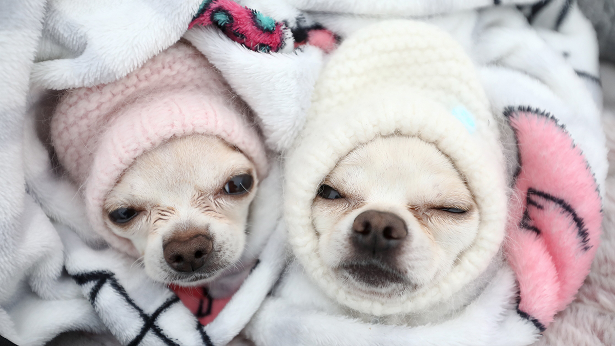 Ветеринар: Прогулки мелких короткошерстных собак в мороз ниже минус 15 опасны