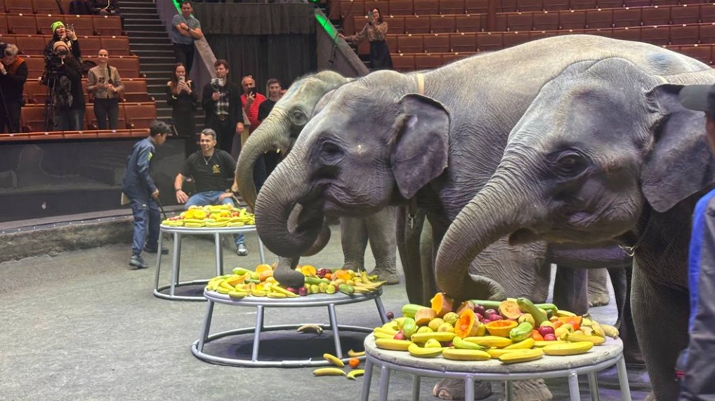 Большой Московский цирк получил в подарок от Мьянмы шесть молодых слонов