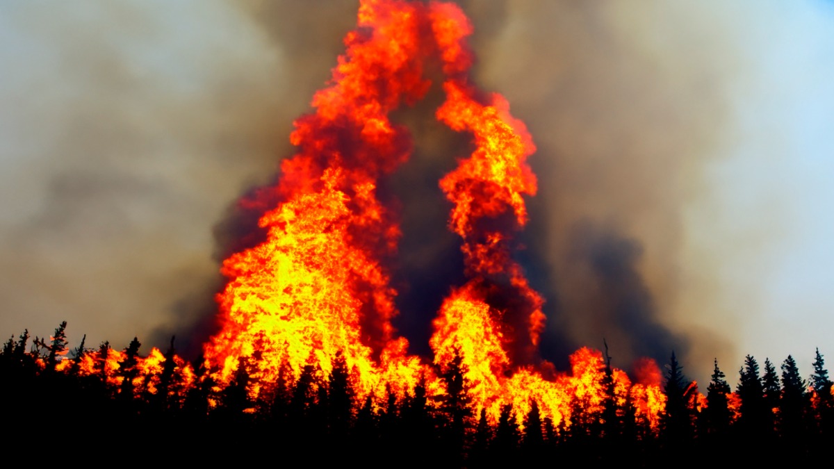 Пожары в Лос-Анджелесе — 2025: пугающие слова ясновидящей