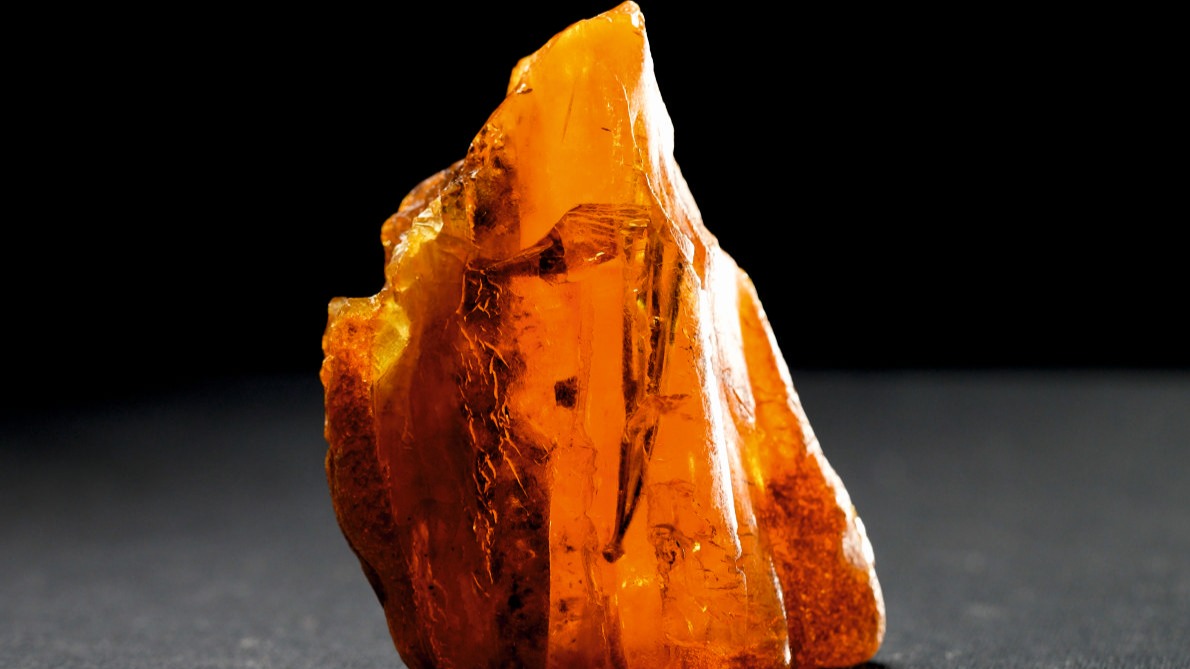 Редкий янтарь с иголками сосны возрастом 50 миллионов лет нашли в Калининграде 