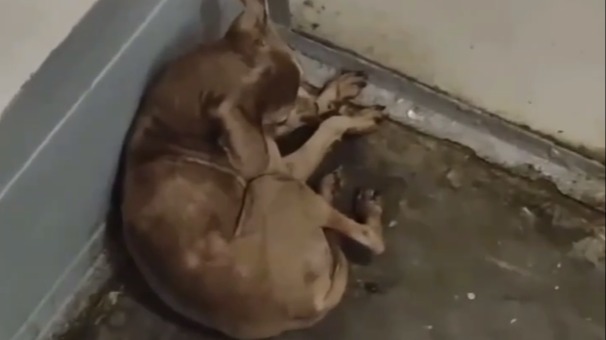 Неизвестный бросил чихуа-хуа в поезде Сергиев Посад — Москва