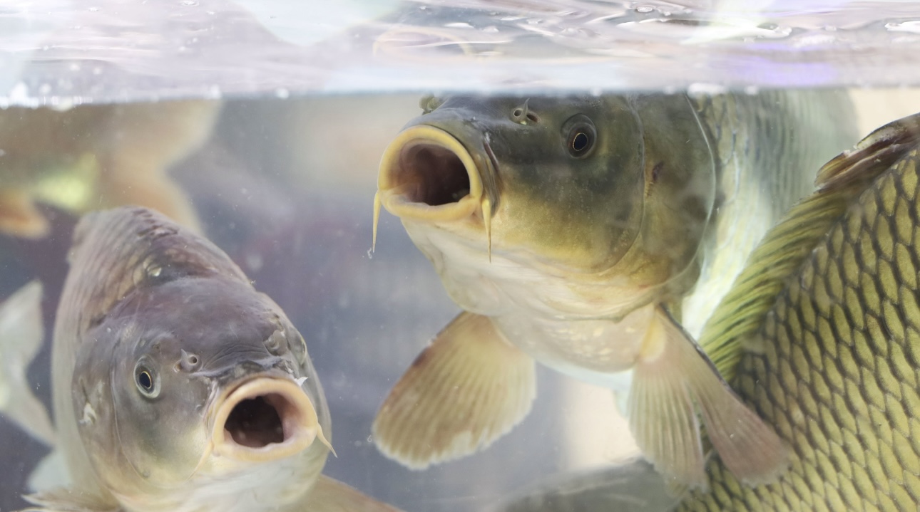 Карась дуреет: что означает это фраза и при чем тут прикормка