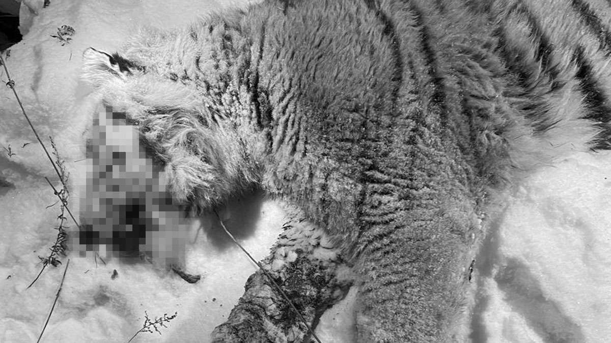 Тигр загрыз охотника в Приморье: как произошло нападение и почему животное убили