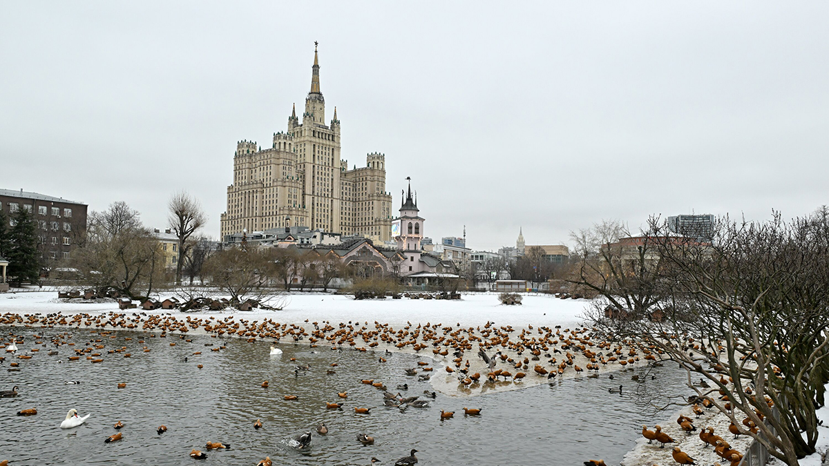 Московский зоопарк показал третьего малайского медвежонка