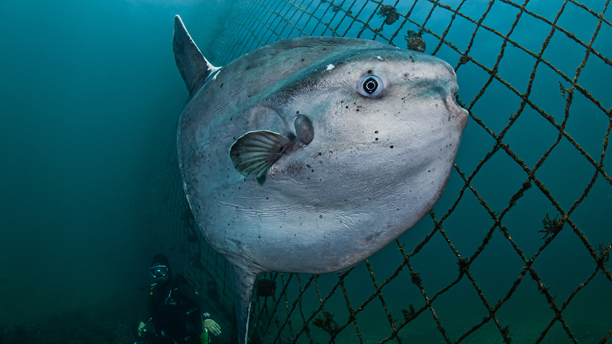 Огромную редкую рыбу заметили впервые за семь лет и сняли на видео в Греции