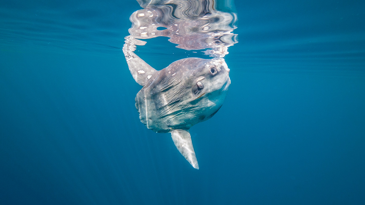 Огромная туша рыбы-луны весом более тонны заблокировала канал в Венеции