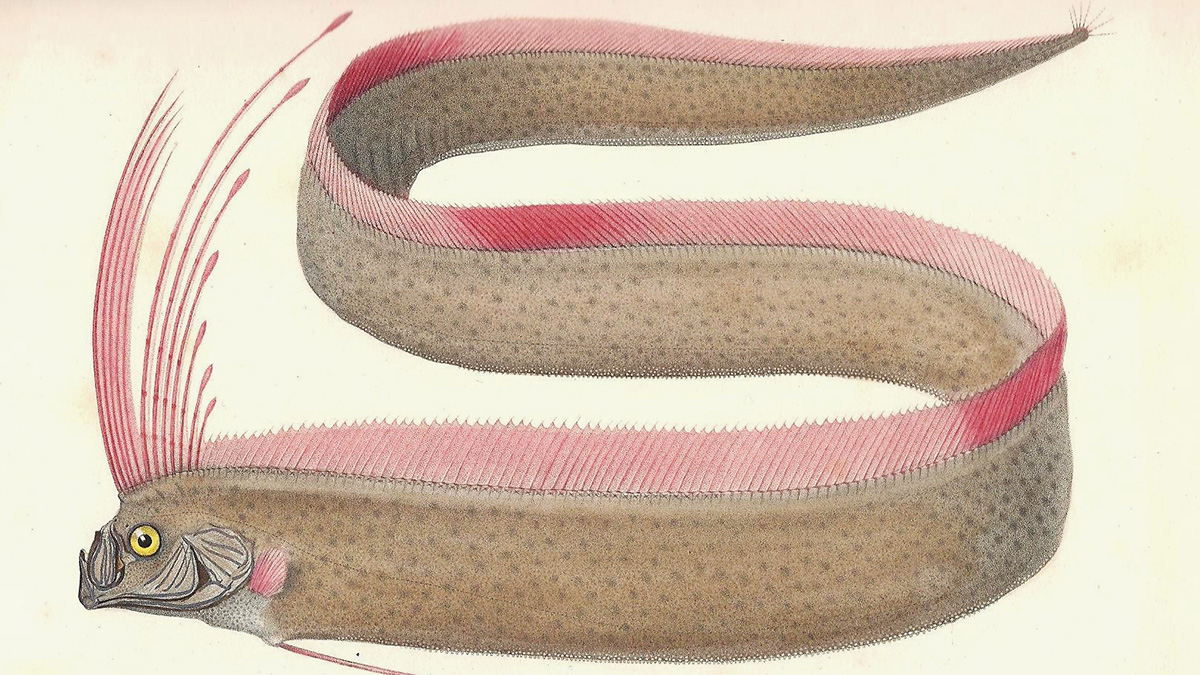 Сельдяной король: судный день, апокалипсис, конец света