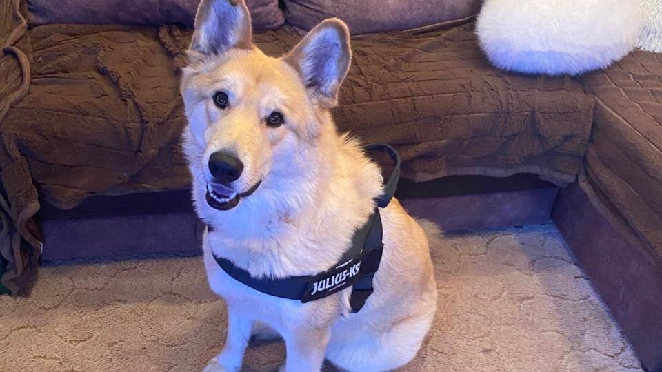 Собаку Лаки спасли от пытавшегося ее съесть живодера в Камчатском крае