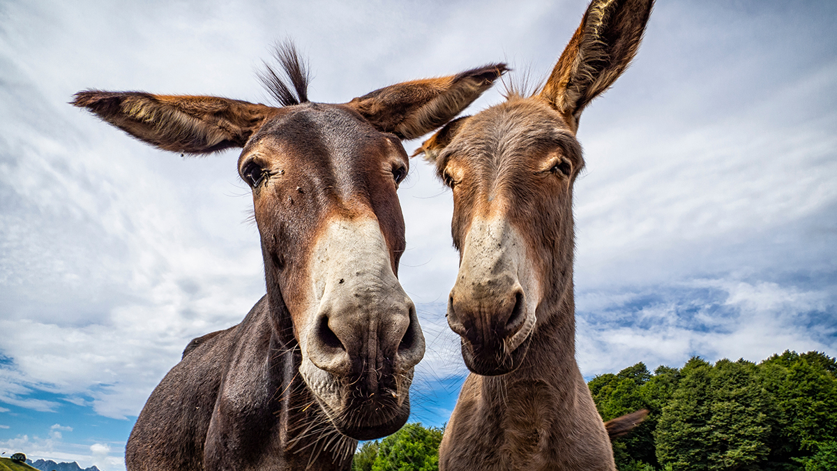 Генерал Соболев объяснил наличие ослов на передовой