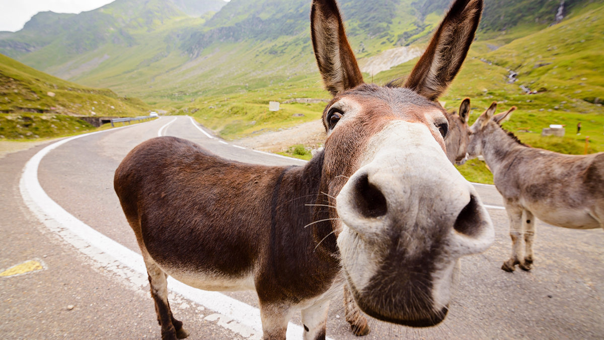 Колумбийские повстанцы применили в бою осла-камикадзе со взрывчаткой