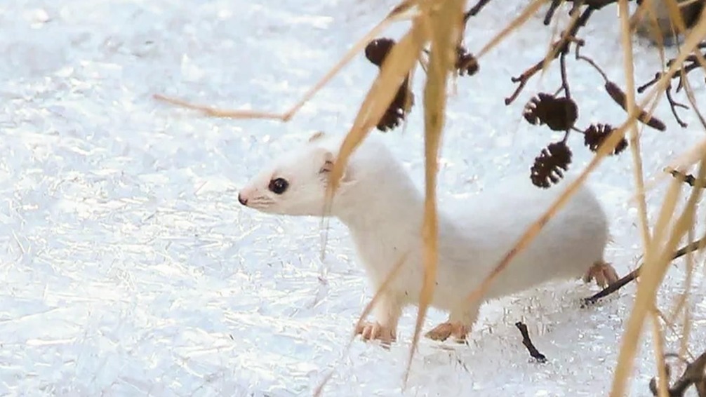 Пространство для жизни: какие краснокнижные животные обитают в Москве