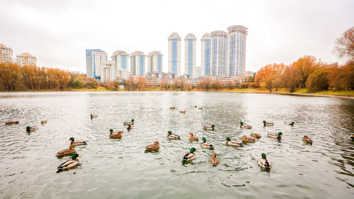 В 2024 году в Москве провели реабилитацию более 20 прудов