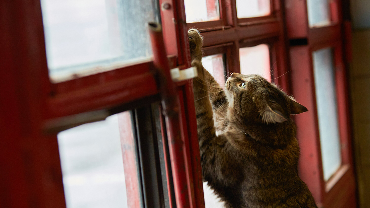 Брошенный в квартире на месяц кот выжил, питаясь объедками и туалетной водой