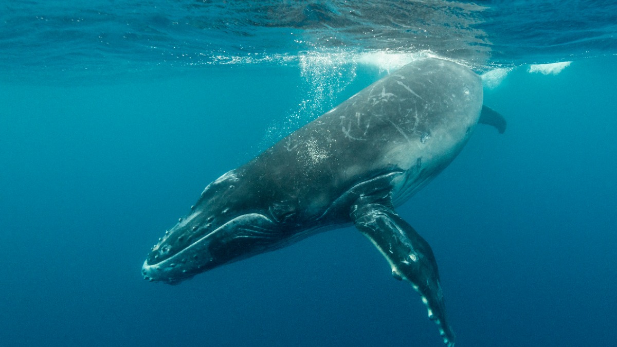 СМИ: Тушу 20-метрового редкого финвала нашли на ирландском пляже