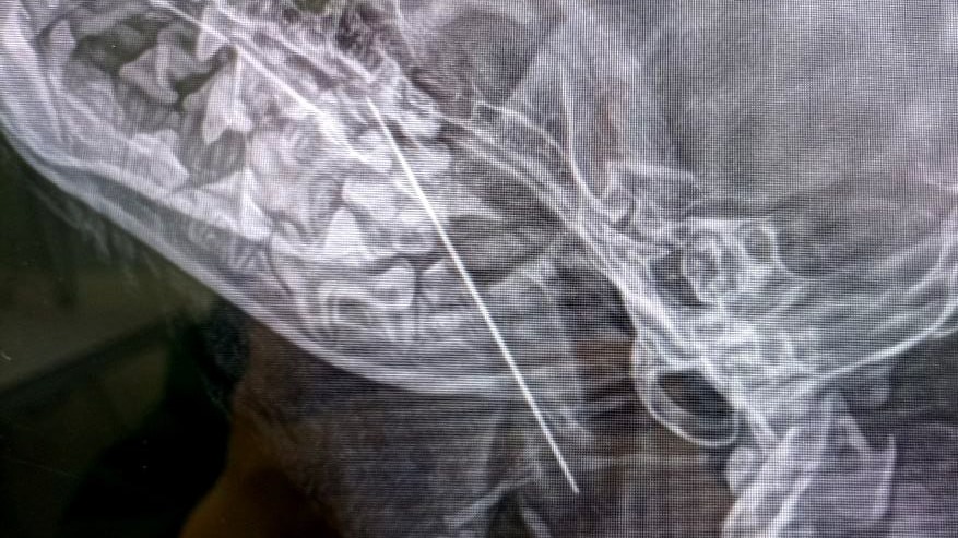 Крупную швейную иглу достали из щенка йоркширского терьера в Москве