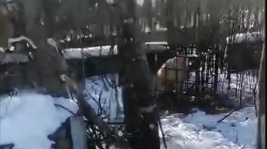 Собаку заперли в клетке как приманку для тигра в Приморье