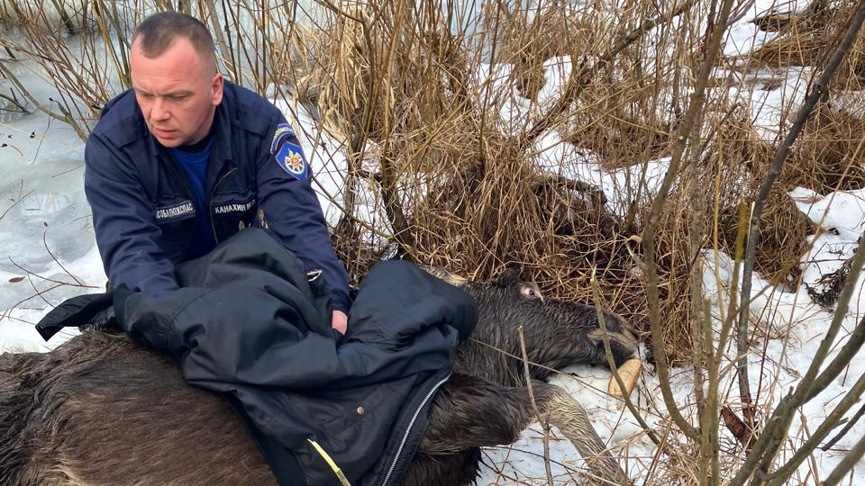 Подмосковные спасатели помогли провалившейся под лед беременной лосихе (видео)