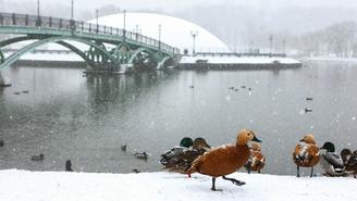 «Желтый» уровень погодной опасности объявили в Москве из-за сильного снегопада