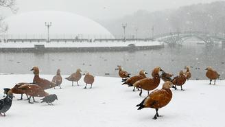 Погода в Москве 15 января 2026 года