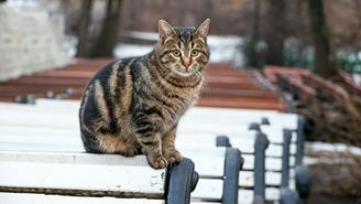 Погода в Москве на 20 и 21 декабря