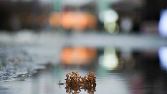 Метеоролог Позднякова: Оттепель в Москве продержится до 21 декабря