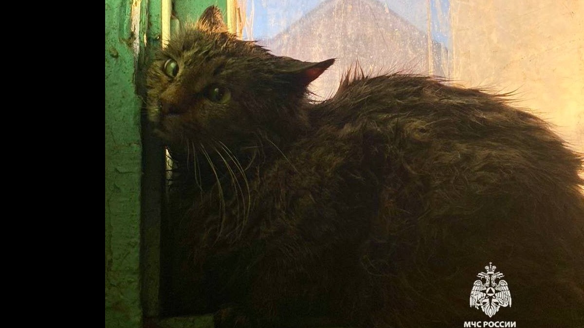 Коты спалили дом в Черкесске