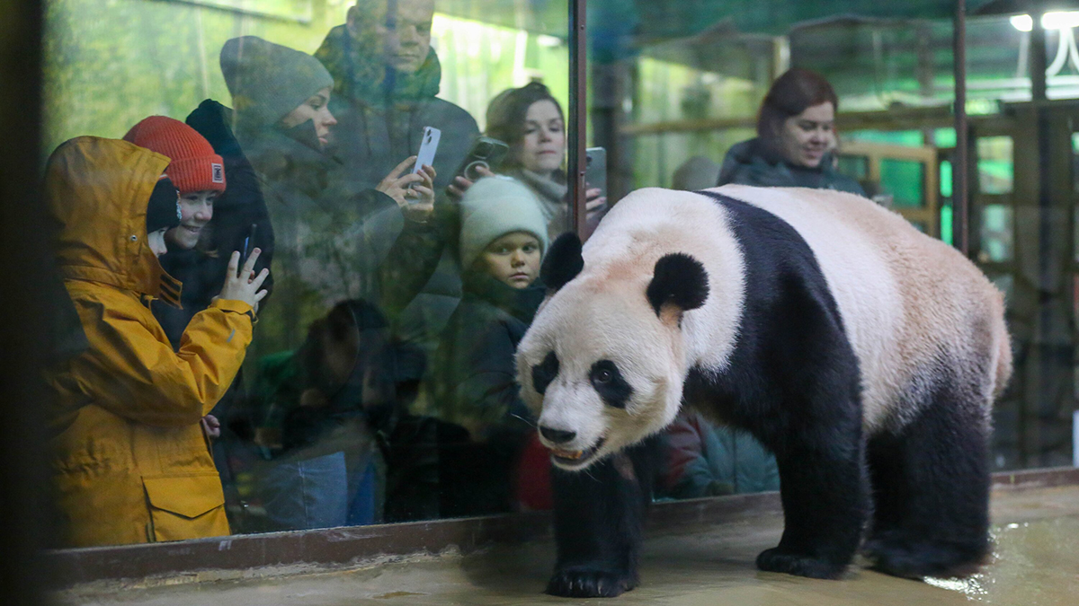 Зрители трансляции mos.ru увидят, как панду Катюшу поздравляют с днем рождения