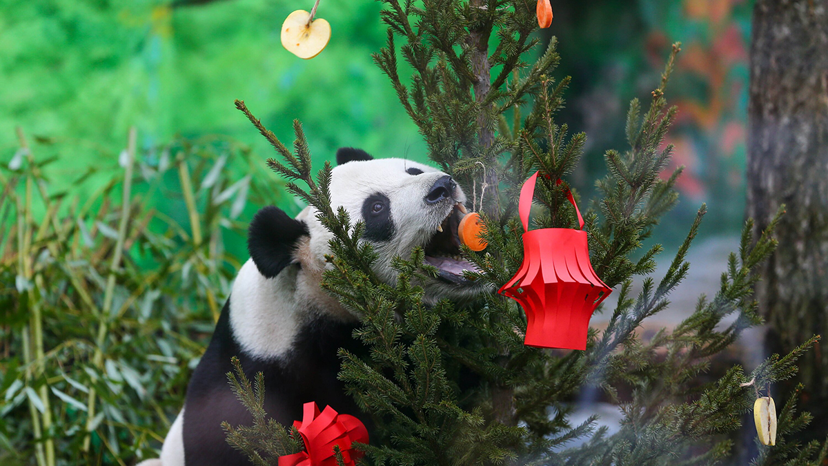 В Московском зоопарке рассказали о характере панды Катюши