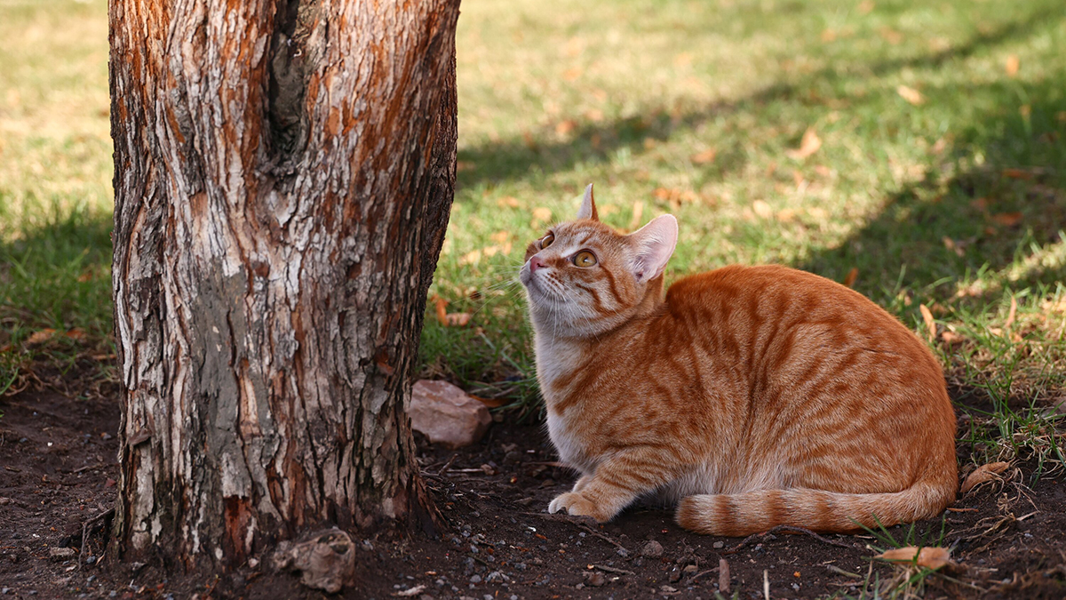 Ненаписанное письмо