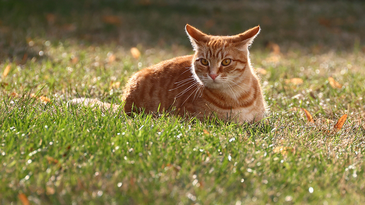 Дальнобойщик Кирилл нашел своего кота: что значит сильная любовь к животному