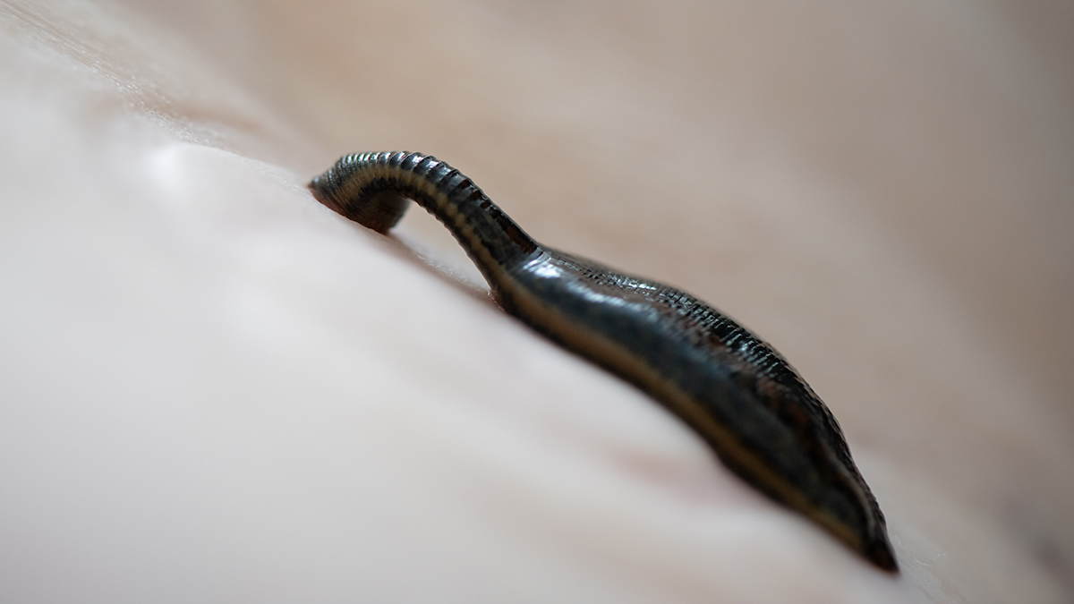 Пиявки напали на российскую туристку на Шри-Ланке и искусали ноги до крови