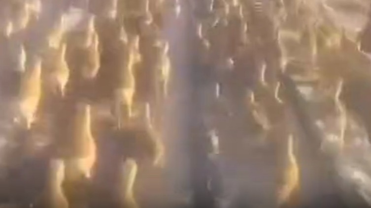 Поезд сбил стадо антилоп