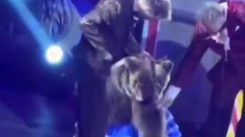 Жестокое обращение с медведем в цирке возмутило жителей Новокузнецка