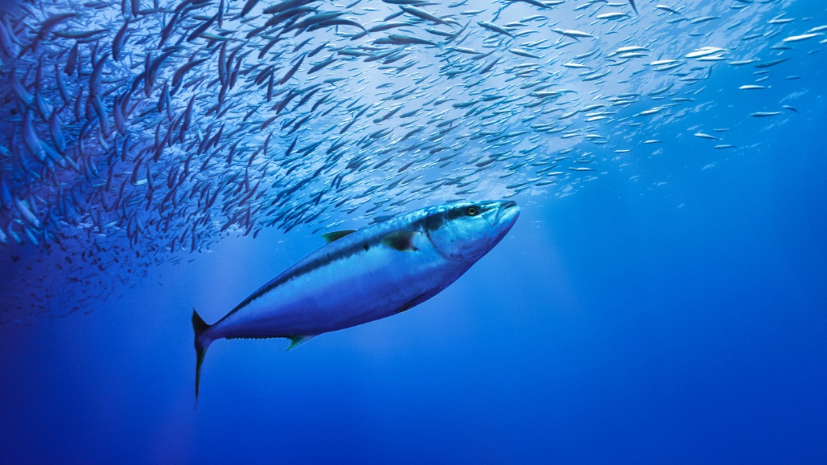 Рыболов поймал тунца с него ростом в Новой Зеландии