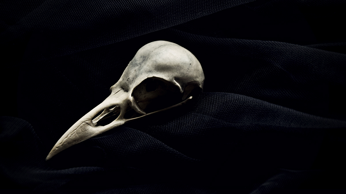 Череп самой древней известной современной птицы обнаружили в Антарктиде