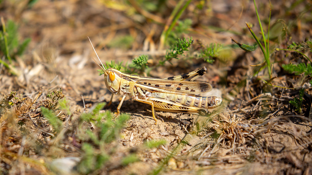 Массовое нашествие саранчи на Украине дошло до Киева