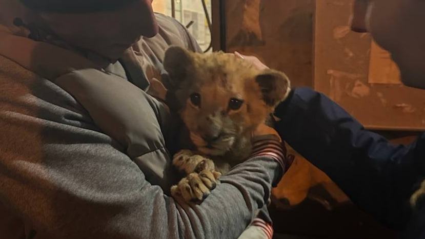 Силовики забрали львенка у москвича, который продавал его за 260 тысяч