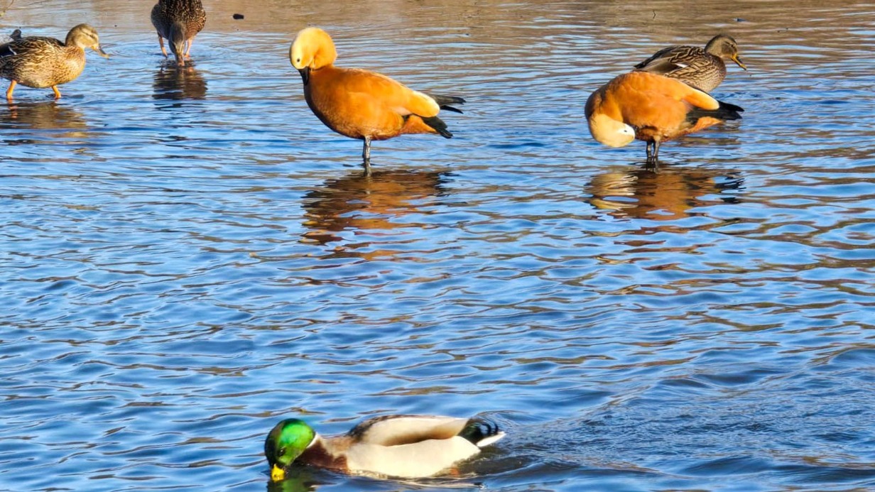 «Серая шейка»: на природных территориях Москвы посчитали водоплавающих птиц