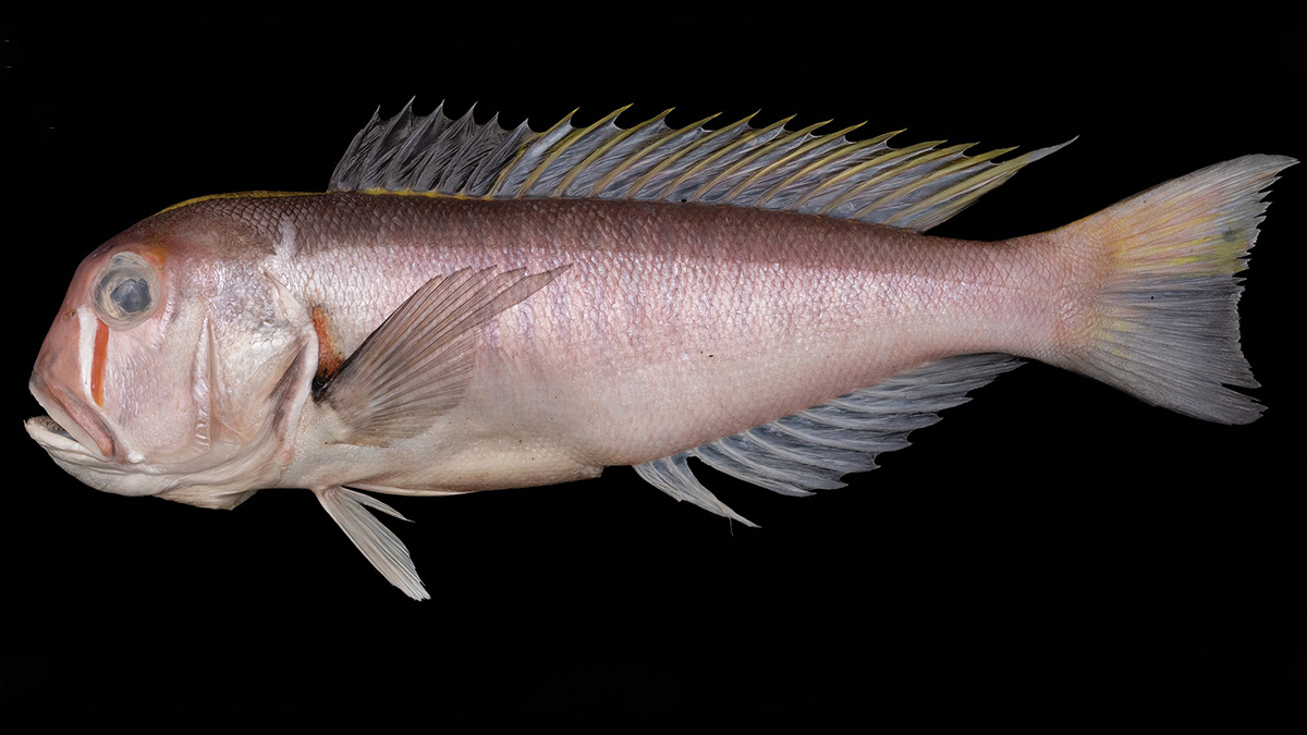 Китайские ученые назвали новый вид рыб в честь героини аниме Хаяо Миядзаки