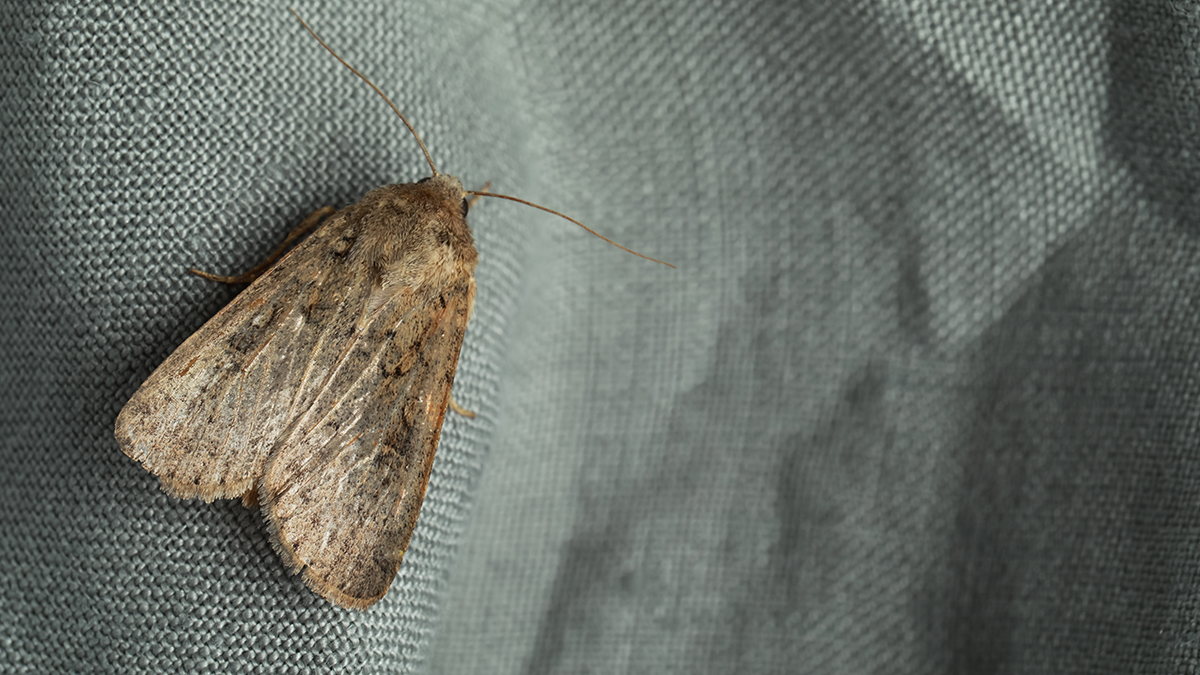 Как избавиться от моли