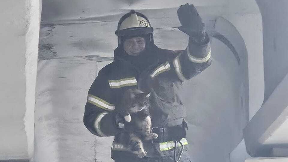 Спасатели достали кошку, застрявшую под мостом в Подмосковье