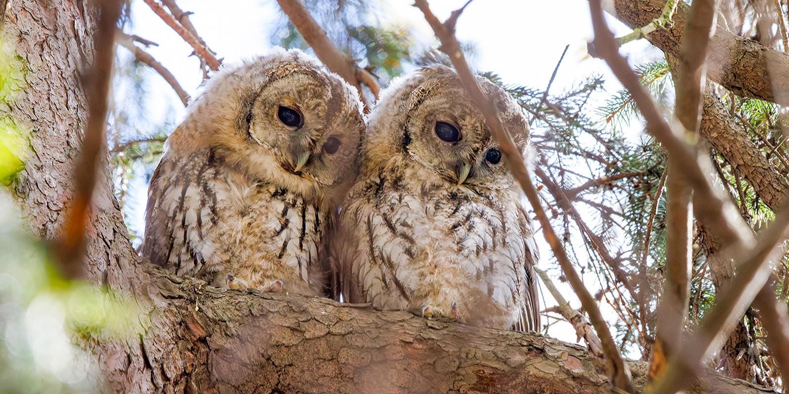 Как наблюдать за совами